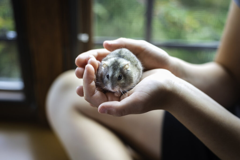 Hamster Hamster