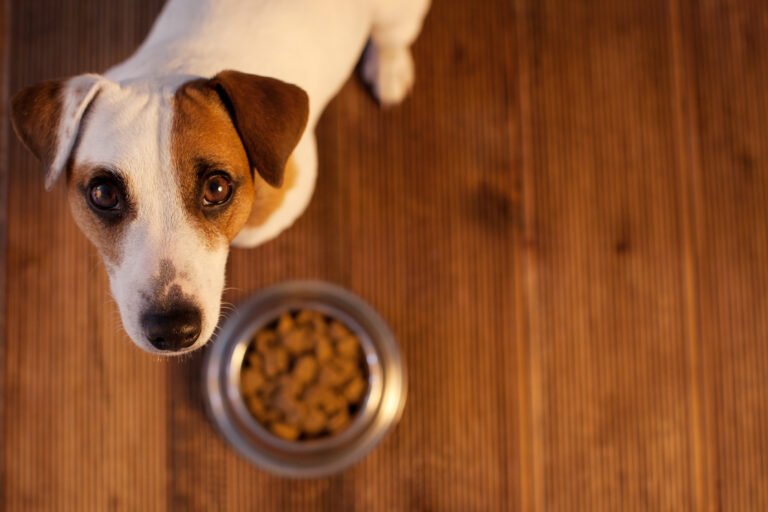 Hypoalergeen voer voor allergische honden