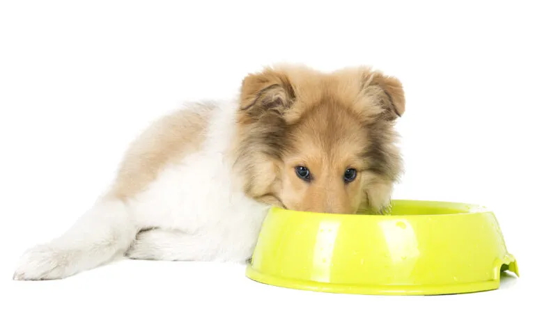 Het juiste voer voor de gecastreerde hond