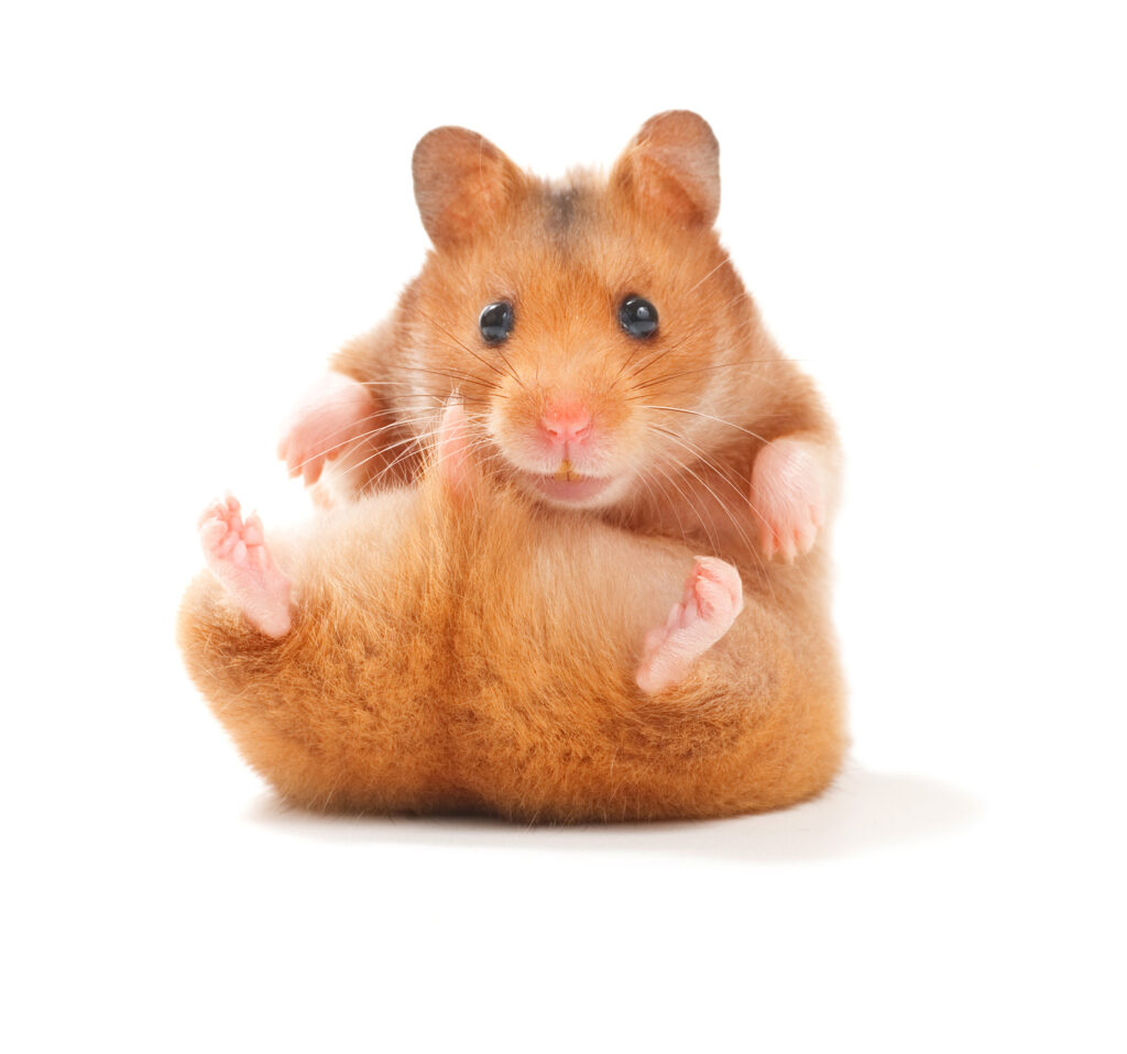 Hamster Hamster