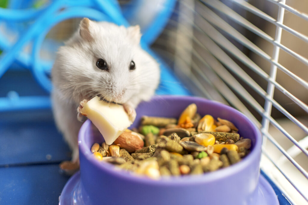 Hamster Hamster