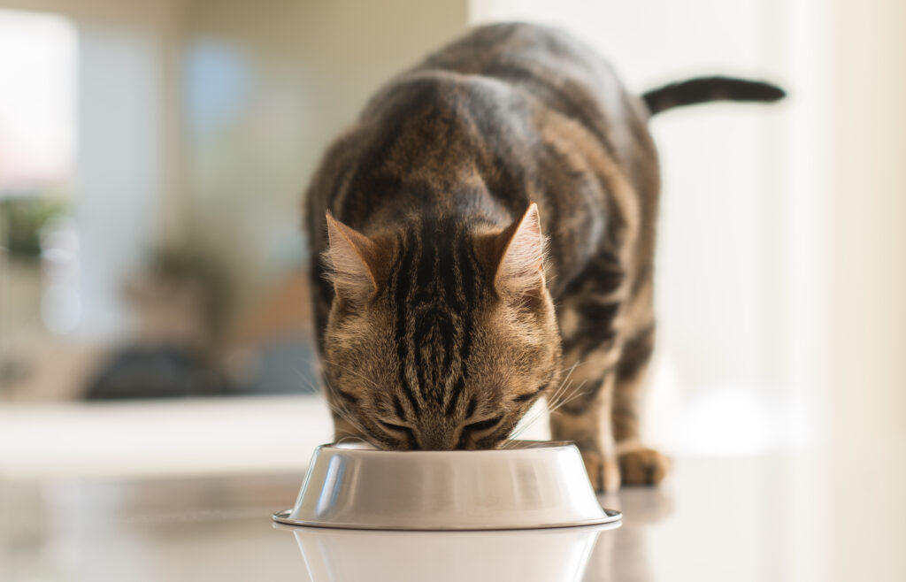 katzen diätfutter bei krankheiten