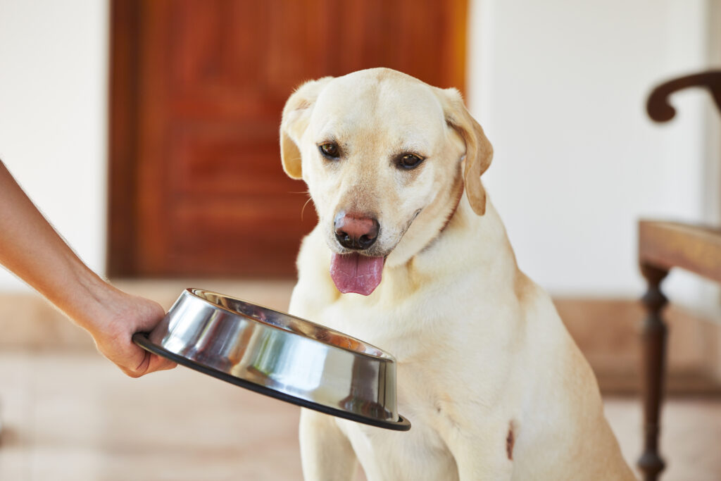 Hungry dog labrador freut sich auf fressen