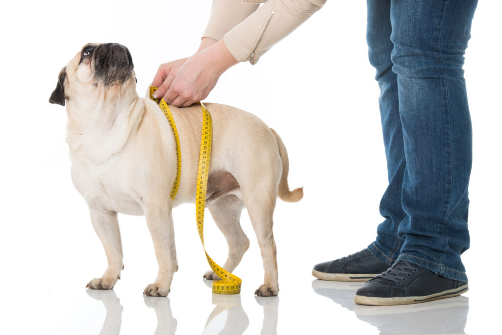 Mops wird gemessen mops zu dick