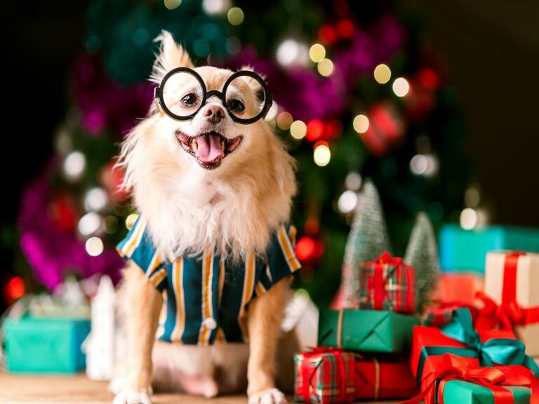 Kerstcadeaus voor honden