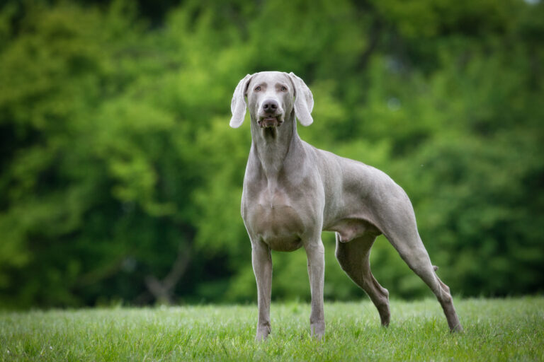 Voeding voor de Weimaraner