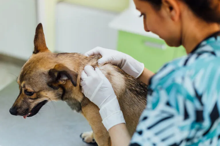 Abces (etterbuil) bij de hond