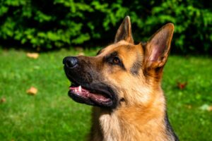 Maagtorsie bij honden: Symptomen, oorzaken en behandeling