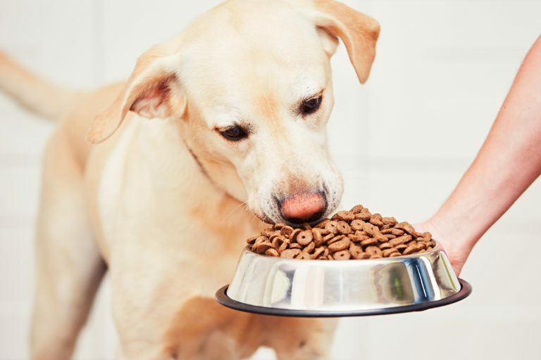 Het juiste voer voor honden met diabetes
