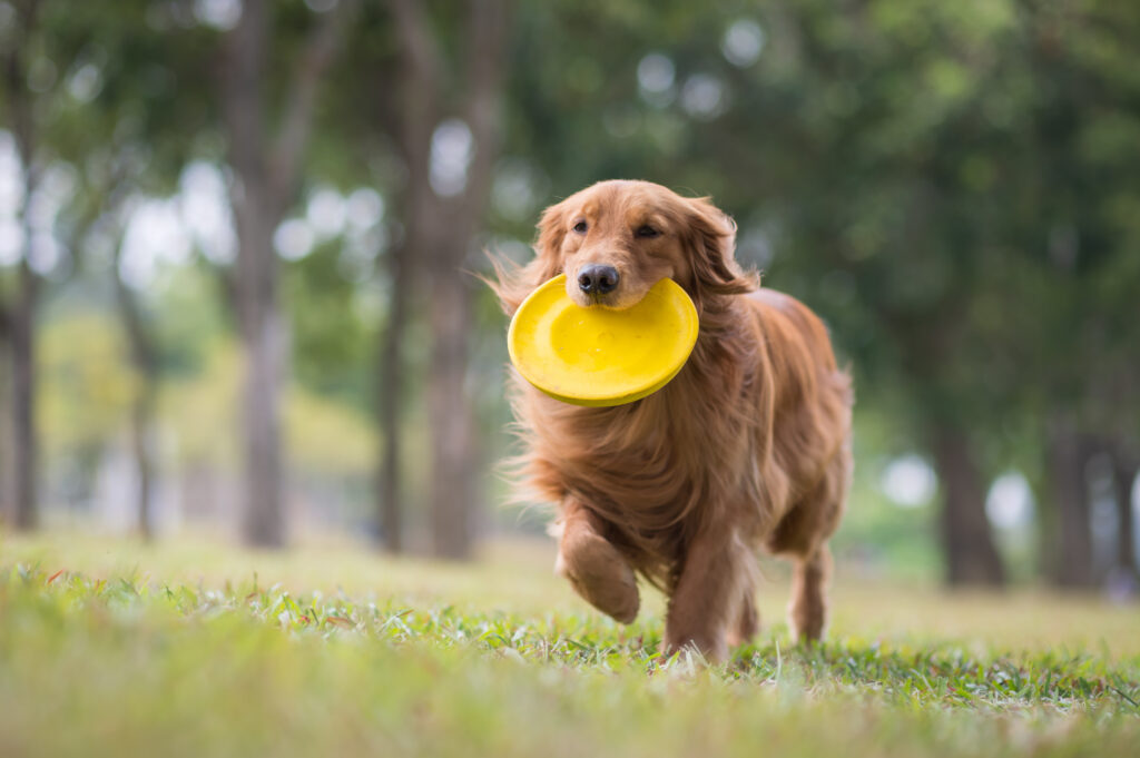 Golden Retriever playing Frisbee in the meadow golden retriever frisbee
