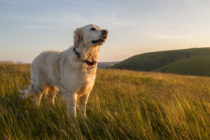 Coccidiose bij de hond