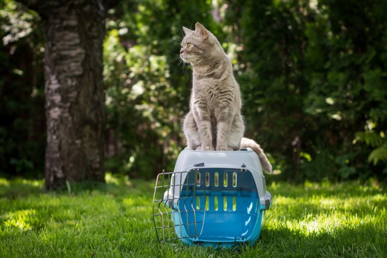 Kat op transportbox