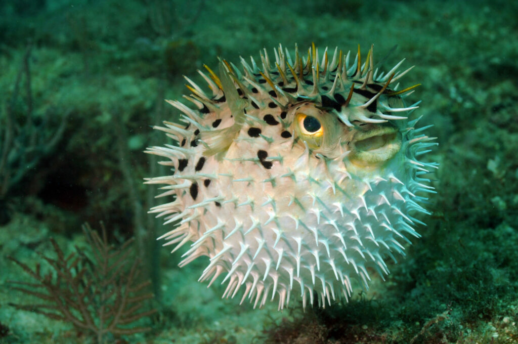 Kogelvis in een aquarium