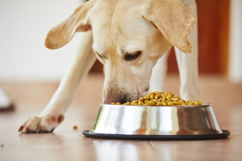 Labrador eet hondenvoer