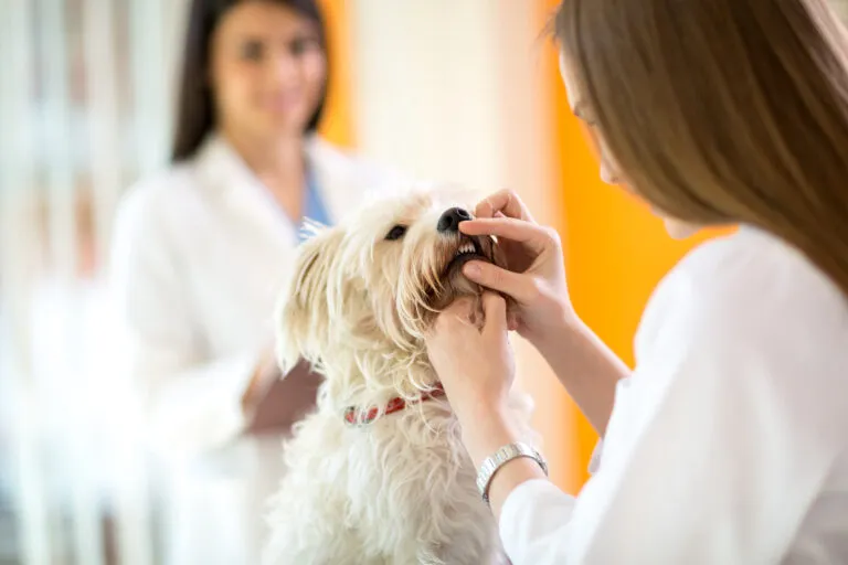 tandsteen bij honden