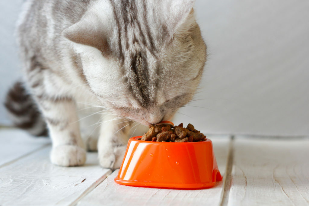 Kat eet kattenvoer met één eiwitbron