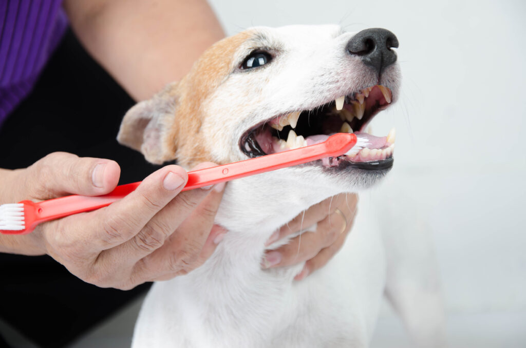 tandsteen bij honden