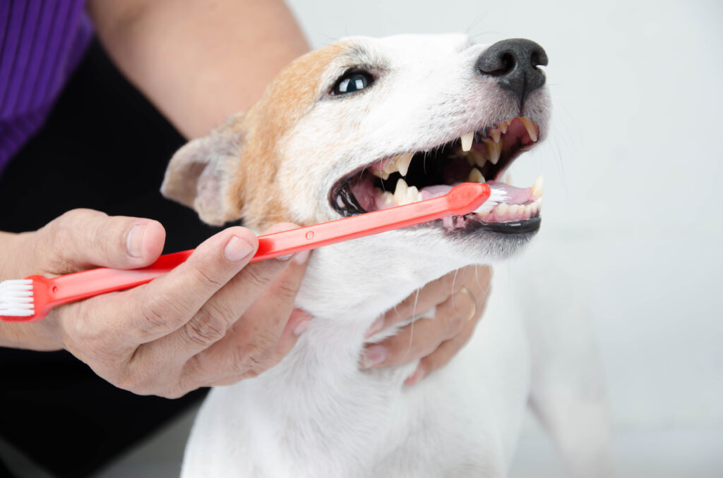 tandsteen bij honden tandsteen bij honden