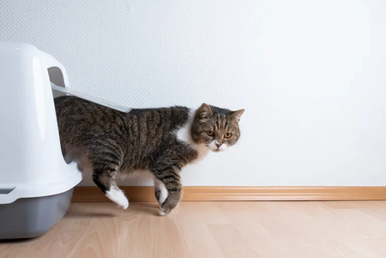 Een kat met een blaasontsteking verlaat de kattenbak