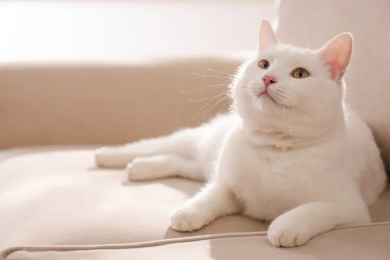 Artrose bij katten