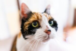 Kattenacne