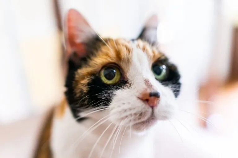 Kattenacne