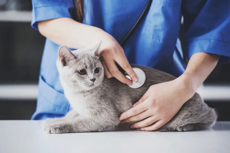 Een grijze kat wordt door een dierenarts onderzocht