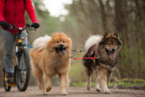 Fietsen met je hond: waar moet je op letten?
