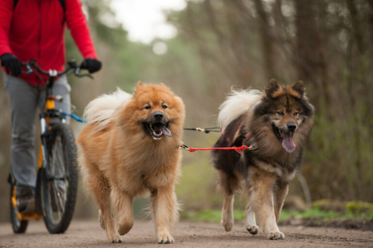 fietsen met hond