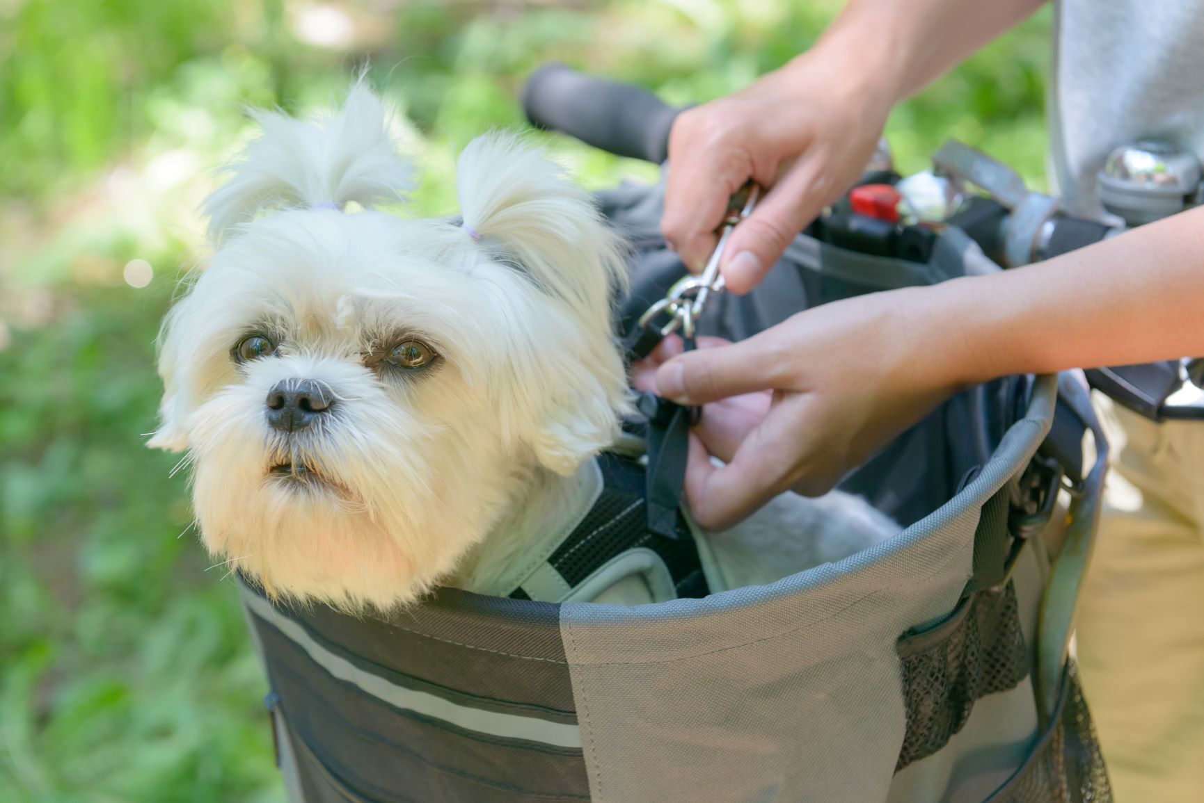 Hond in fietsmand