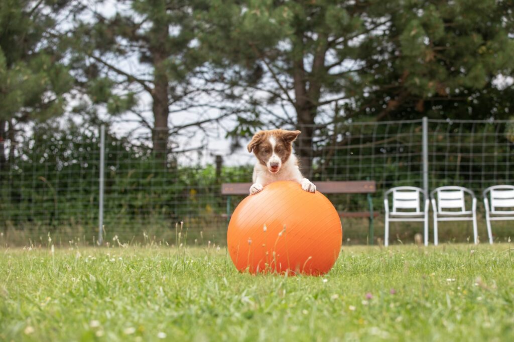 hund mit treibball 2 hund mit treibball