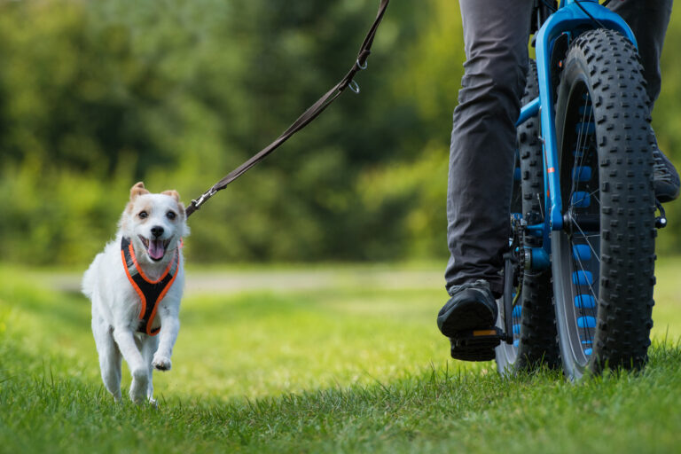 Fietsen met de hond Fietsen met de hond