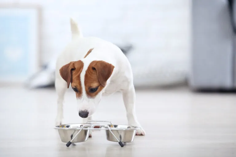Een Jack Russell staat voor zijn voerbakken