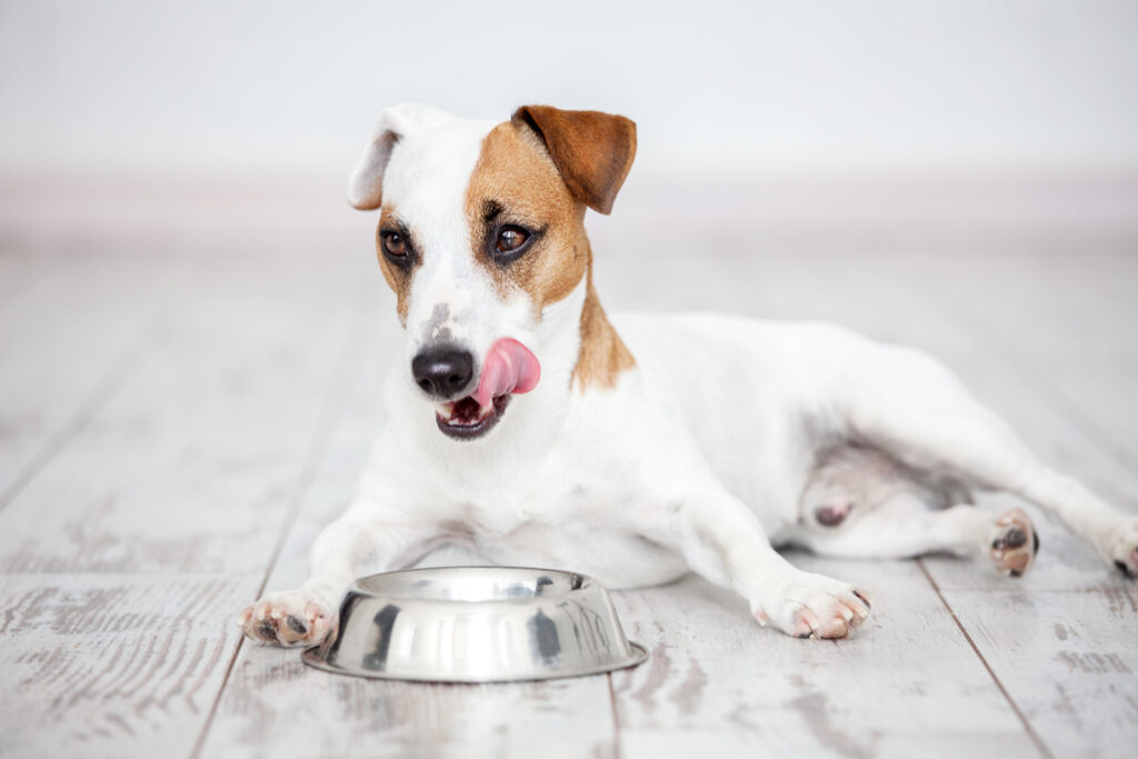 Dog eats food from bowl jack russell terrier frisst