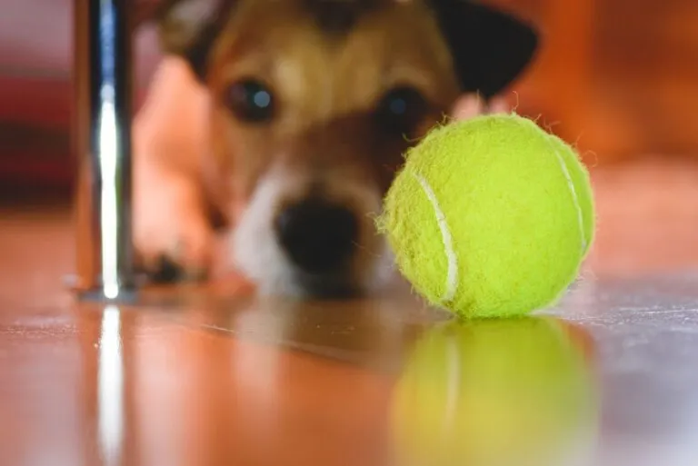 Hond met een versleten tennisbal.