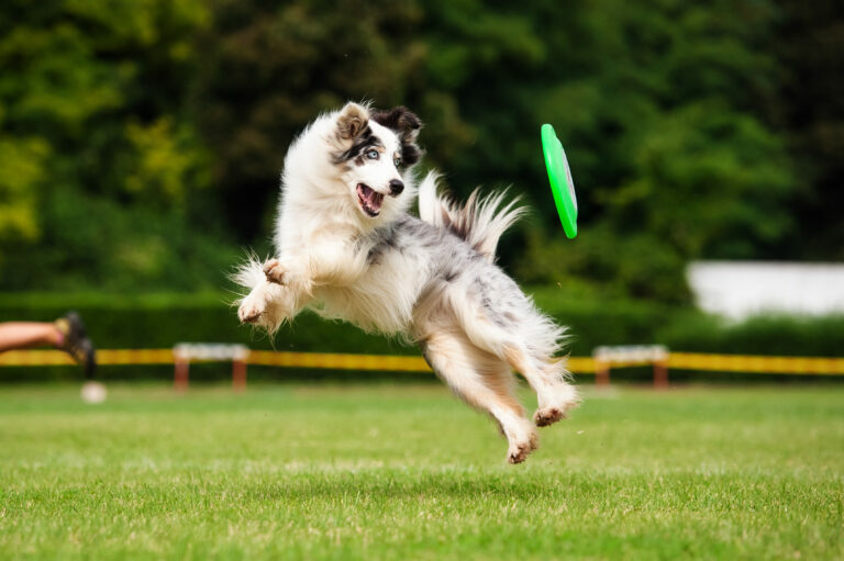Border collie vangt in frisbee in de lucht