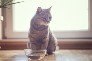 Blaasstenen bij katten