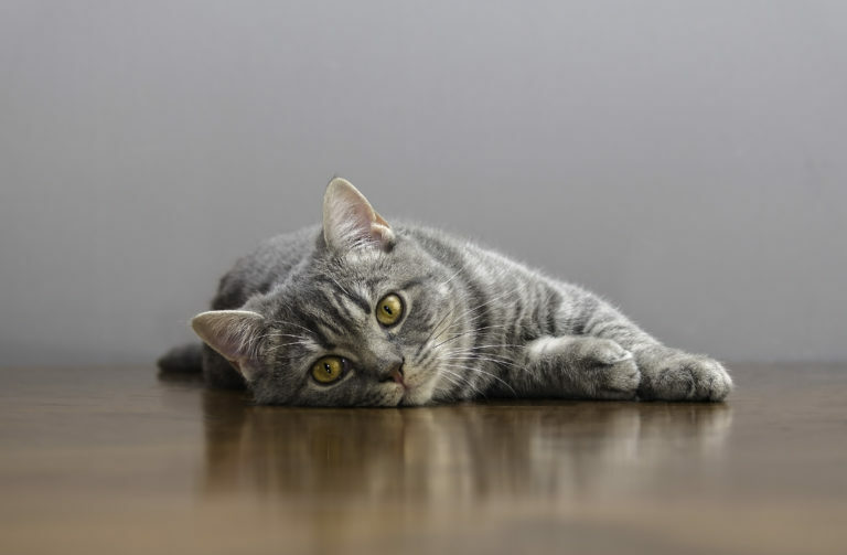 voetstuk metgezel Oceanië Krolsheid bij katten - Wat kun je doen als je kat krols is? | zooplus