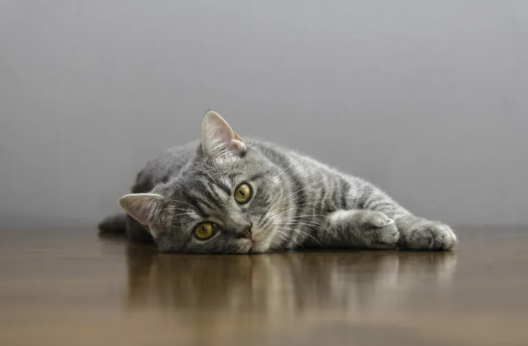 Krolse kat