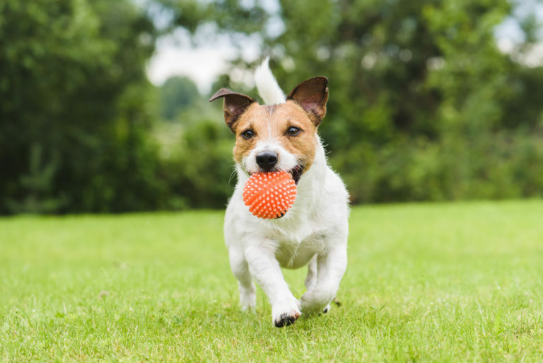 Op juiste manier spelen met de hond - Lees alles | zooplus