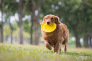 Hondenfrisbee