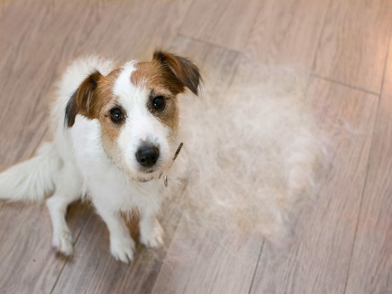 Jack Russel met haar uitval