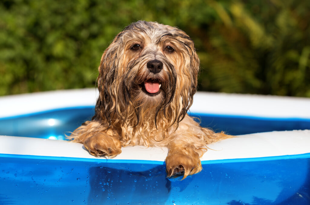 Happy wet havanese dog relies on the edge of an inflatable pool havaneser im hundepool