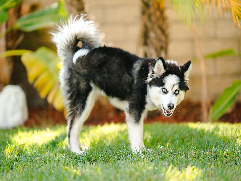 Pomsky-hond in het gras