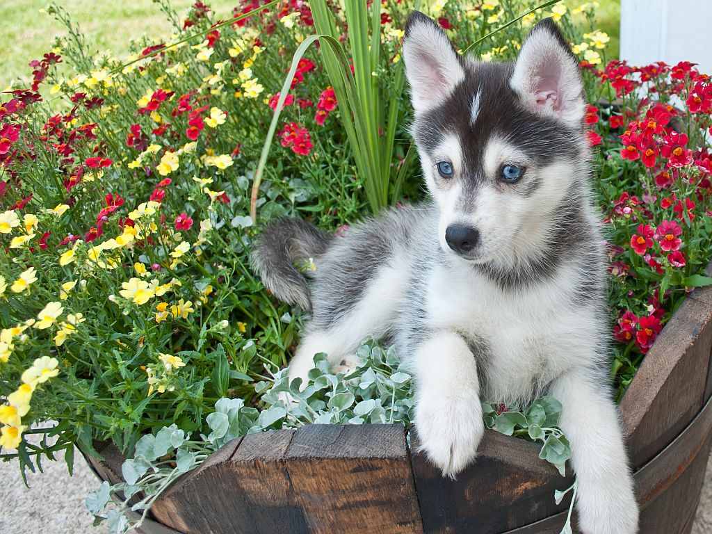 pomsky puppy