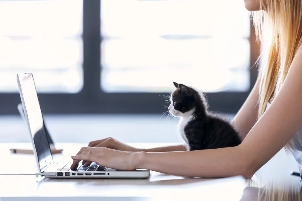 Kat Top Computer Kat Die Computer Gebruikt