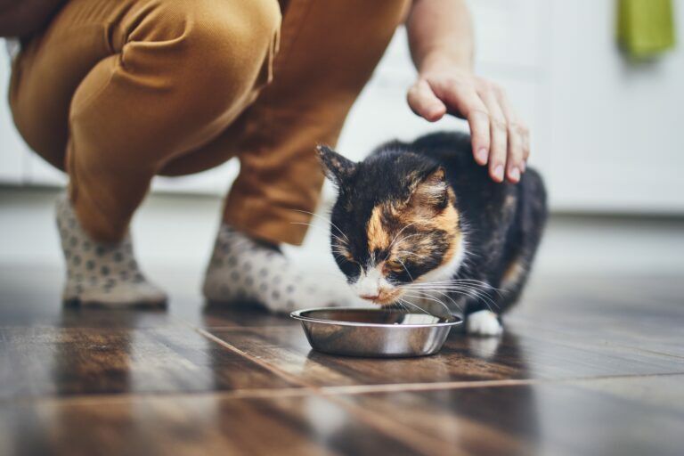 Dieetvoer voor katten