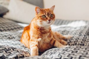 Epilepsie bij katten