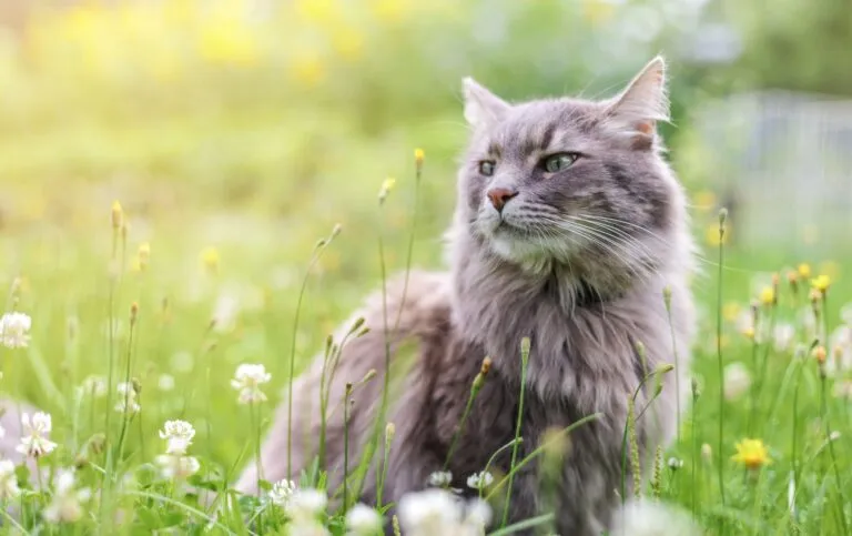 Astma bij katten