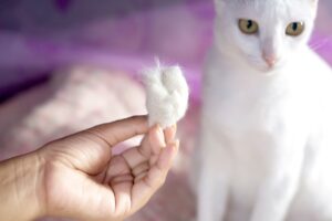 Haaruitval bij katten (Alopecia): Oorzaken en behandeling
